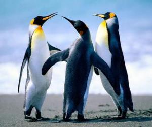 yapboz Üç güzel penguenler